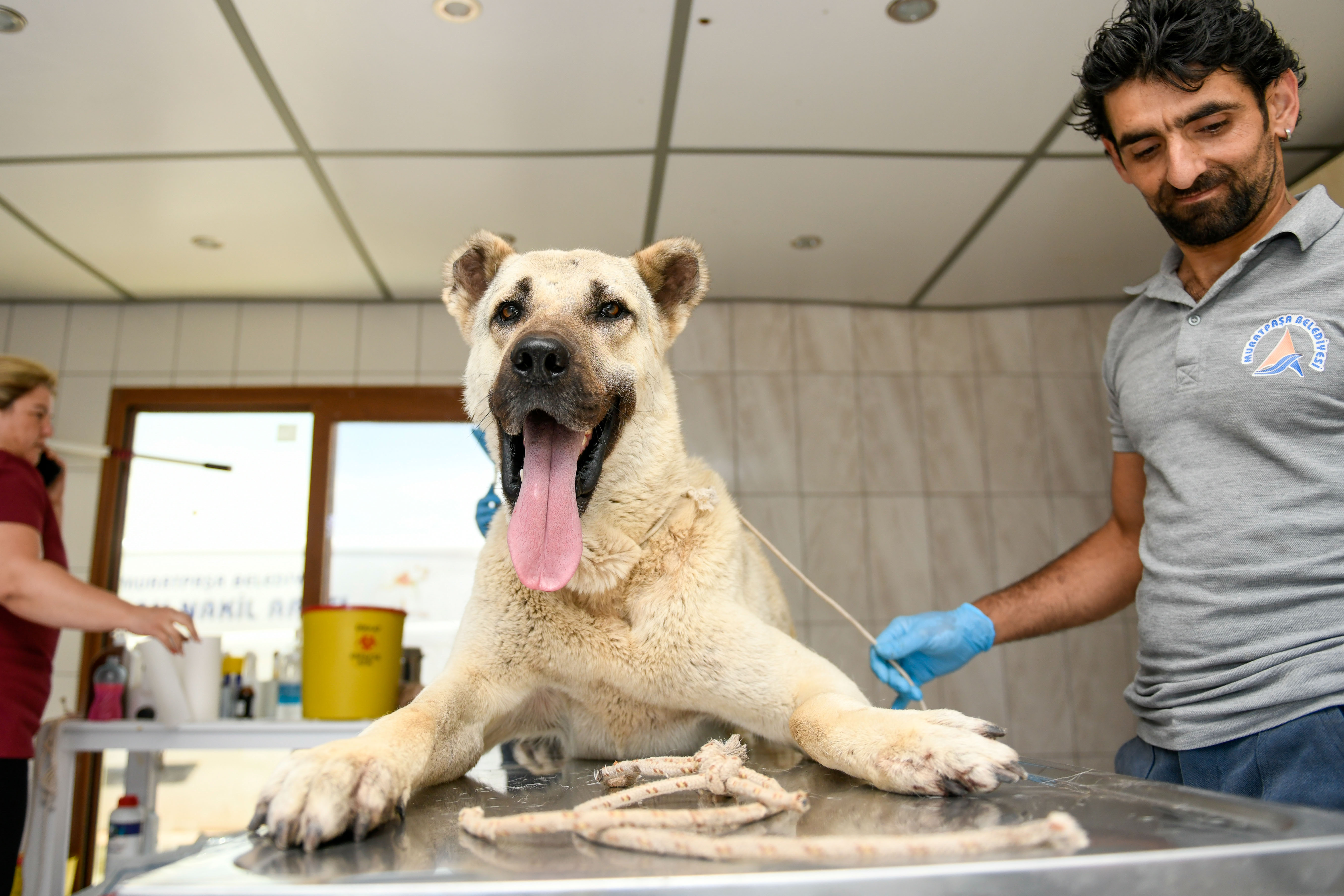 Kamyonet arkasında sürüklenen köpek Muratpaşa’da tedaviye alındı